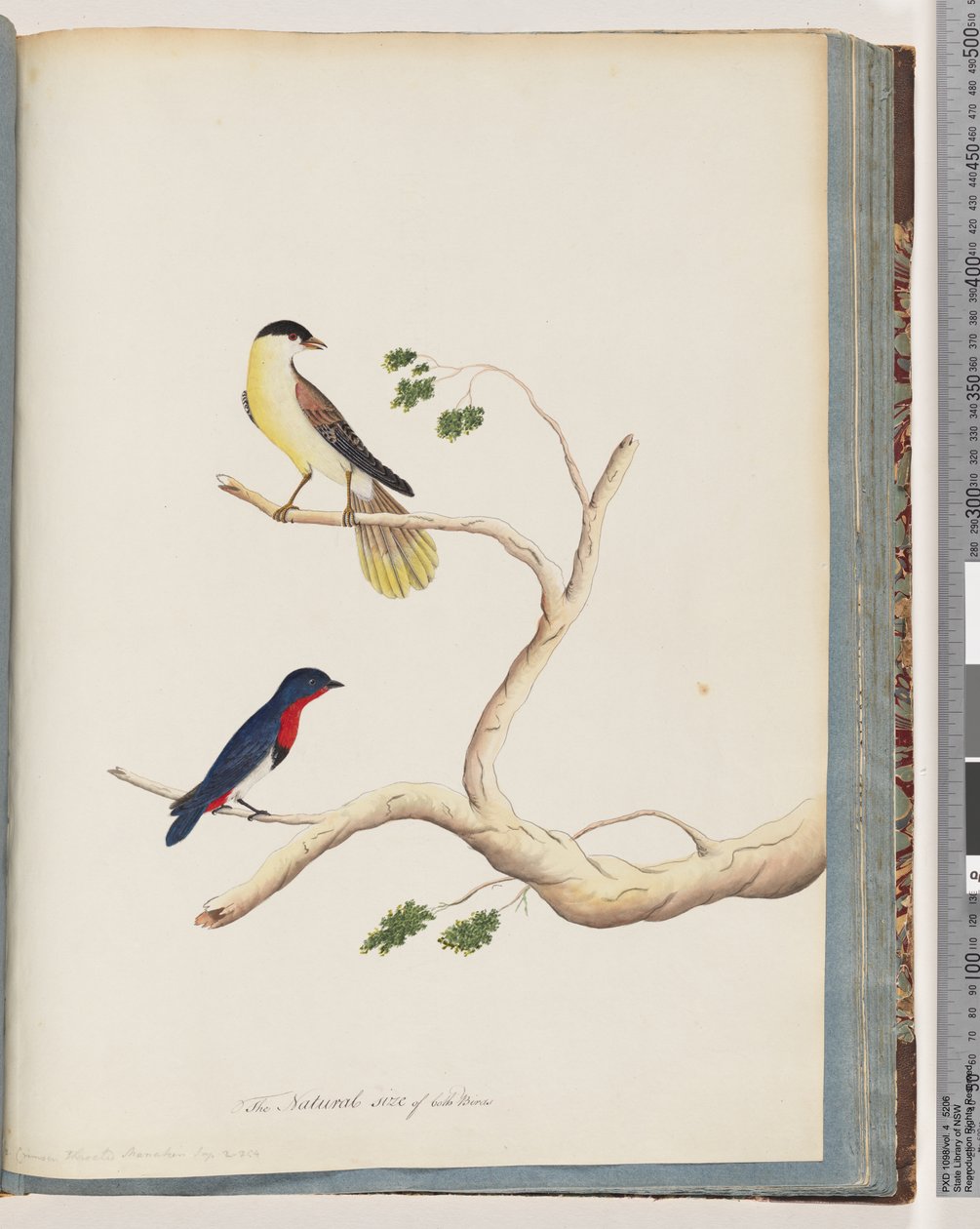 Side 70. 1. Uidentifisert fugl. Bonnet Warbler av Unknown artist
