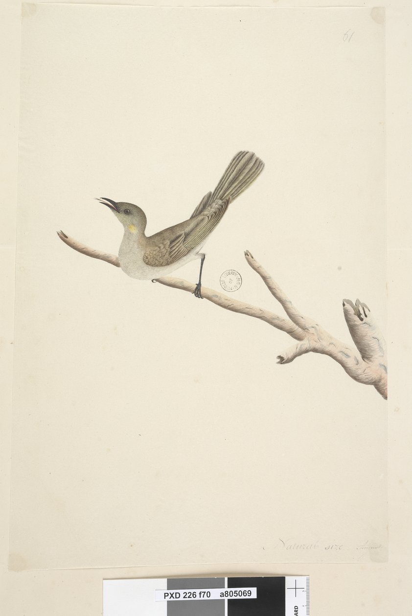 Side 70. Naturlig størrelse. August Fuskøs honningeater Lichenostomus fuscus, 1791-92 av Unknown artist