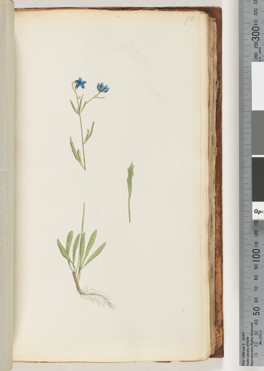 Side 70. Uidentifisert plante av Unknown artist