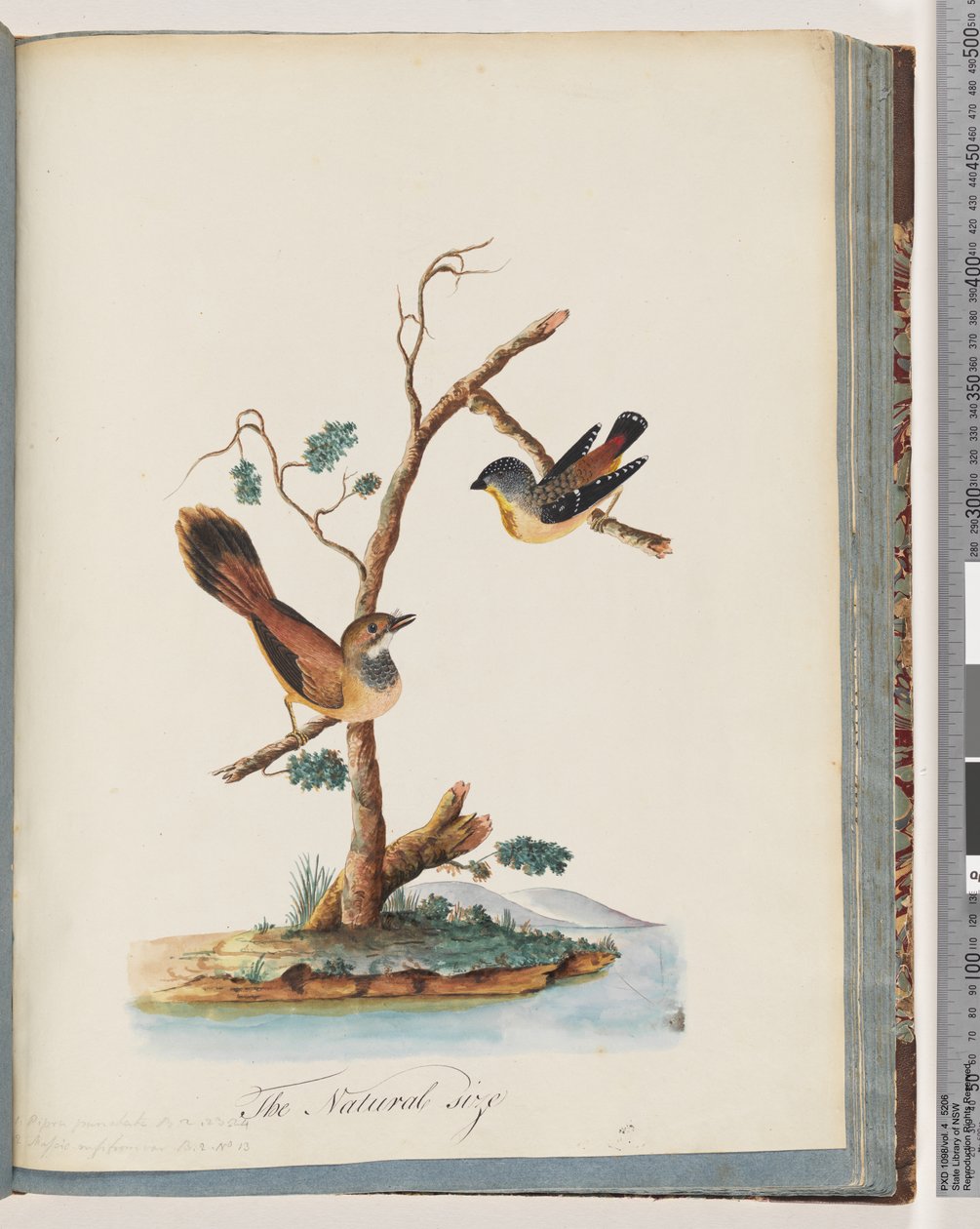 Side 72. 1. Spotted Pardalote. Pipra punctata 2. Uidentifisert fugl. Muscicapa rufifrom av Unknown artist