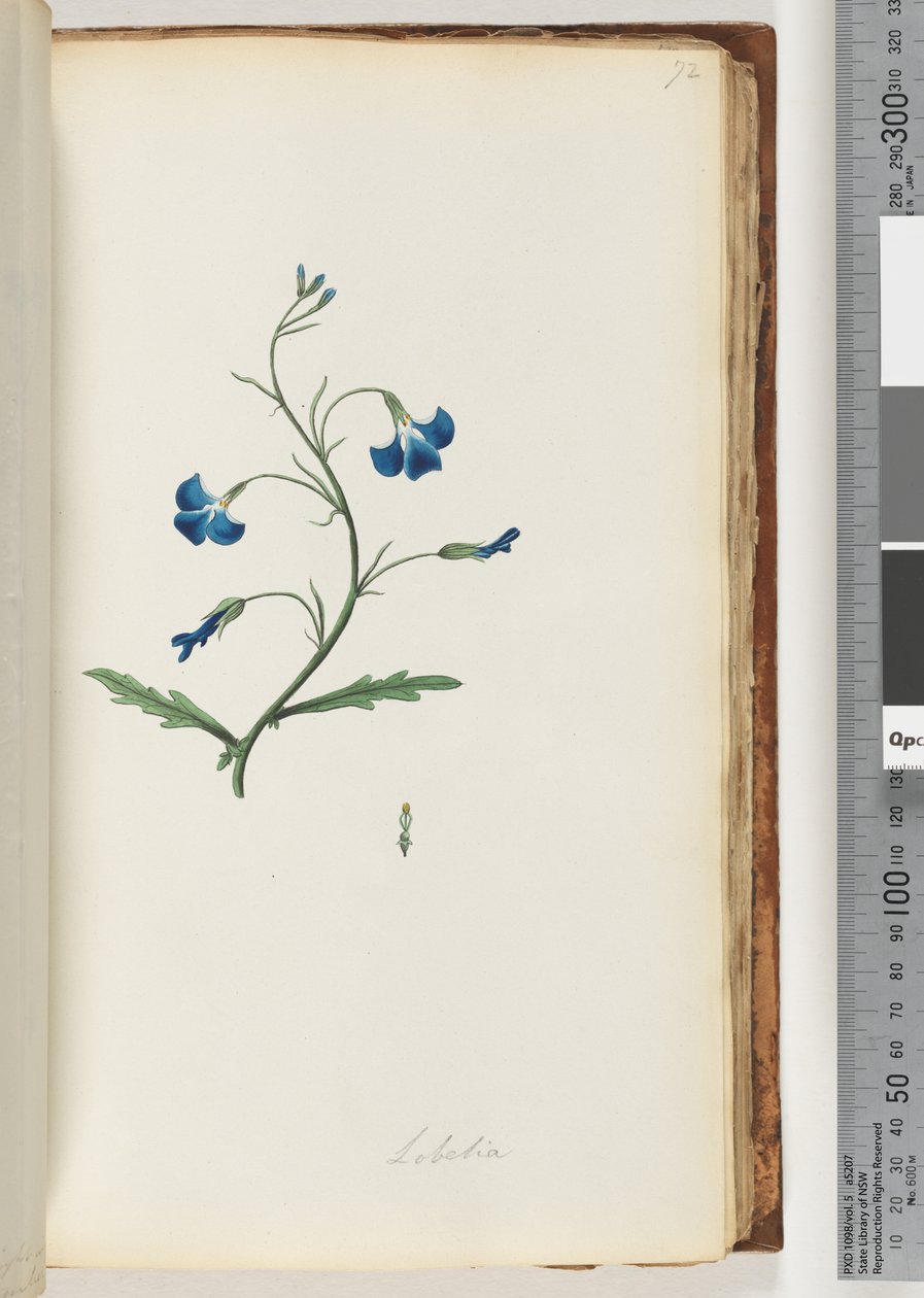 Side 72. Lobelia av Unknown artist