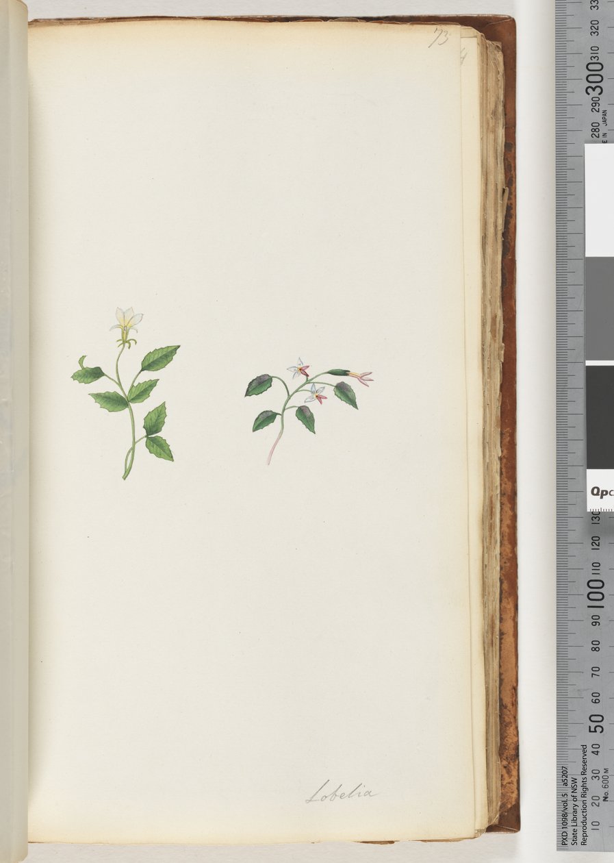 Side 73. Lobelia av Unknown artist