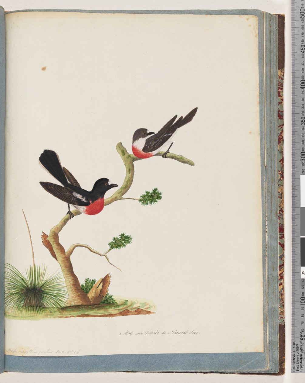 Side 73. Scarlet Robins av Unknown artist