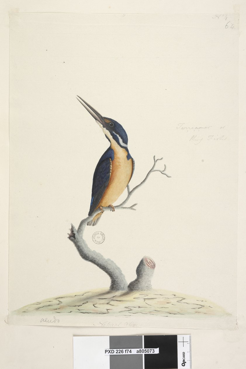 Side 74. Ter,re,a,mar eller King Fisher. nederst til venstre i annen hånd Alcedo. nederst i midten i tredje hånd Naturlig størrelse Azure Kingfisher Alyone azurea, 1791-92 av Unknown artist