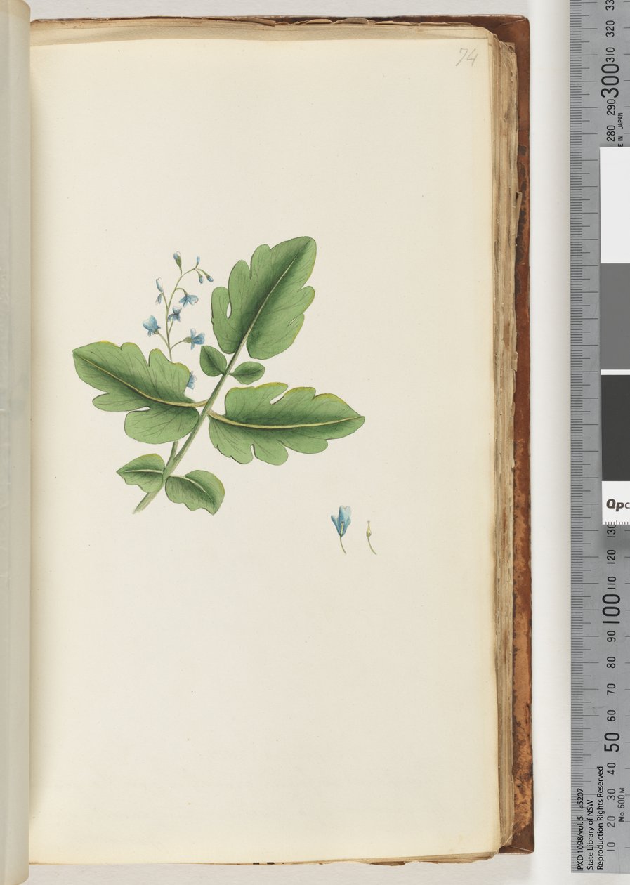 Side 74. Uidentifisert plante av Unknown artist