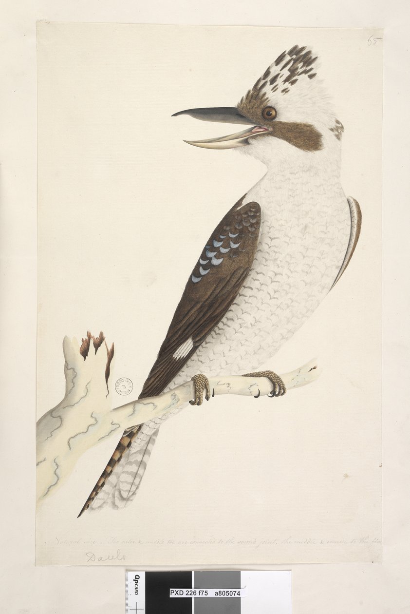 Side 75. Dacelo. langs nedre kant i forskjellig hånd Naturlig størrelse. Den ytre og midtre tåen er koblet til det andre leddet, den midtre og indre til det første. Laughing Jackass Dacelo gigas, 1791-92 av Unknown artist