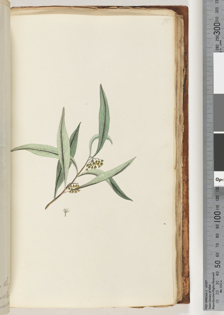 Side 75. Uidentifisert plante av Unknown artist