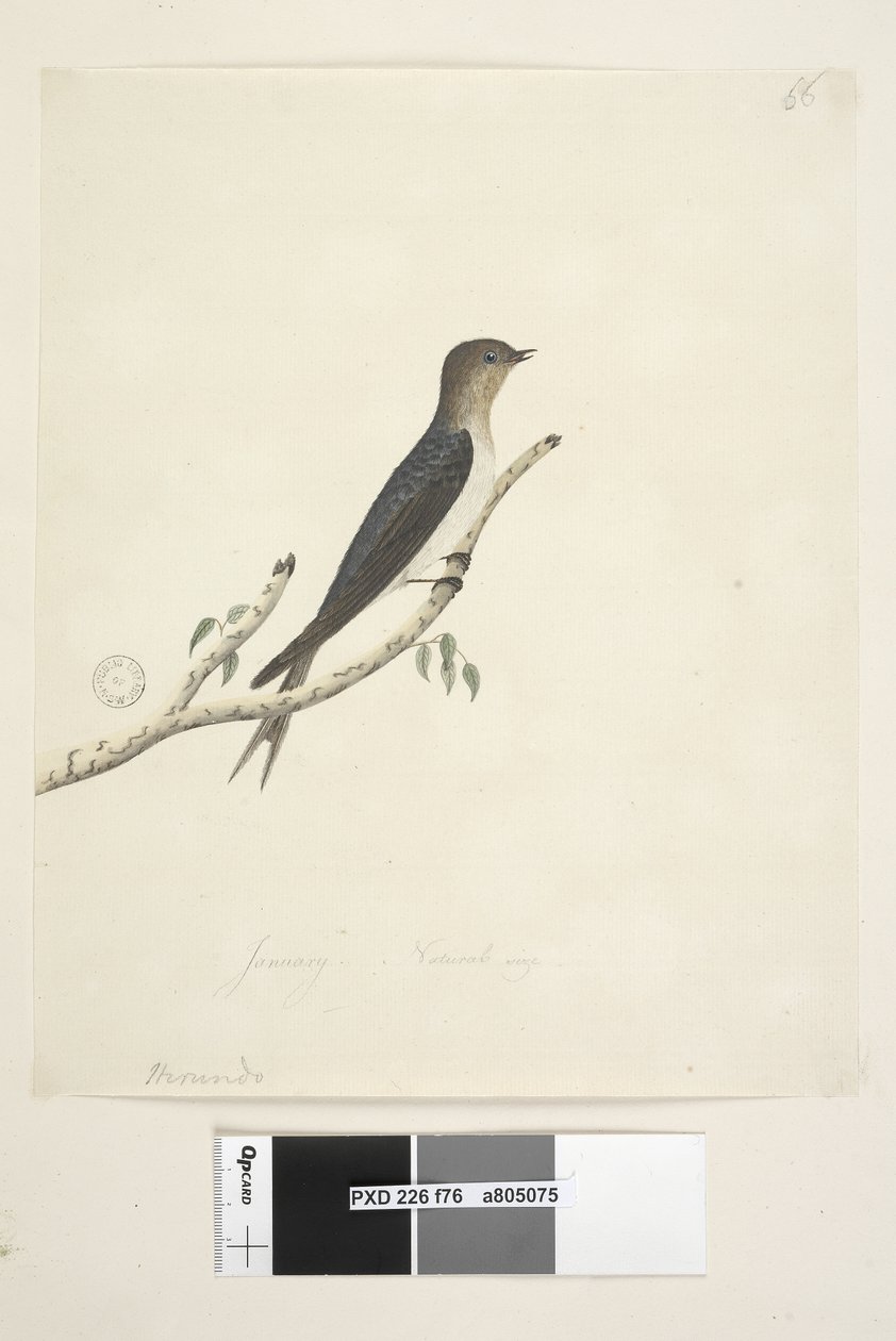 Side 76. Hirundo. på nedre senter i annen hånd januar Naturlig størrelse Velkommen Svale Hirundo neoxena, 1791-92 av Unknown artist