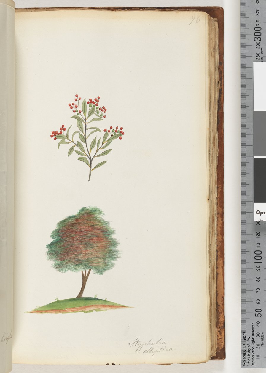Side 76. Styphelia elliptica / Tree Broom Heath av Unknown artist