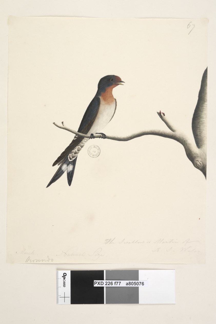 Side 77. Hirundo. over tittel i annen hånd mars. Naturlig størrelse. nederst til høyre i tredje hånd Svalen eller Martin fra N.S. Wales. Velkommen Swallow Hirundo neoxena, 1791-92 av Unknown artist