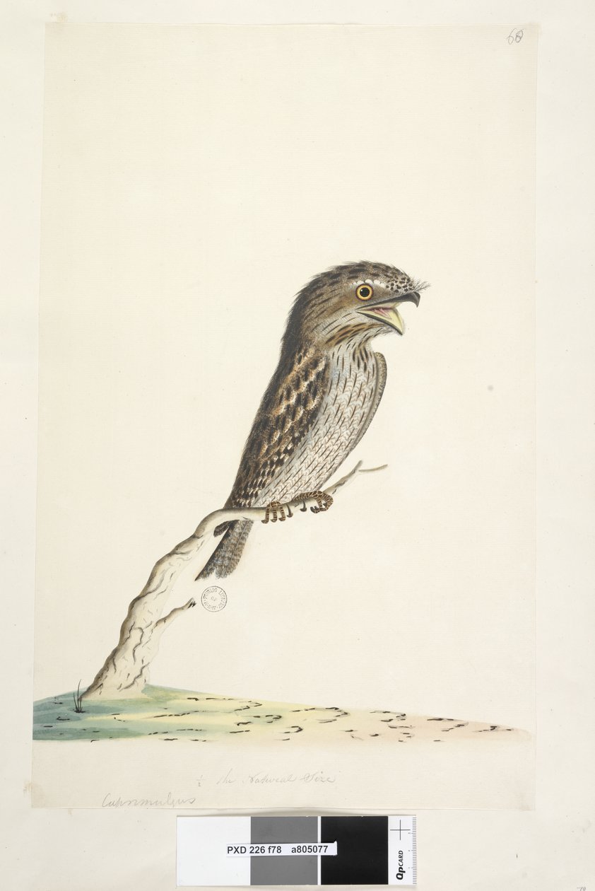 Side 78. Caprimulgus. nederst i midten i annen hånd 1/2 naturlig størrelse Tawny Frogmouth Podargus strigoides, 1791-92 av Unknown artist