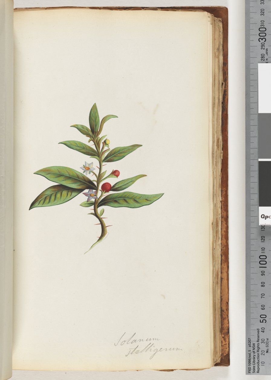 Side 78a. Solanum stelligerum / Star Nightshade av Unknown artist