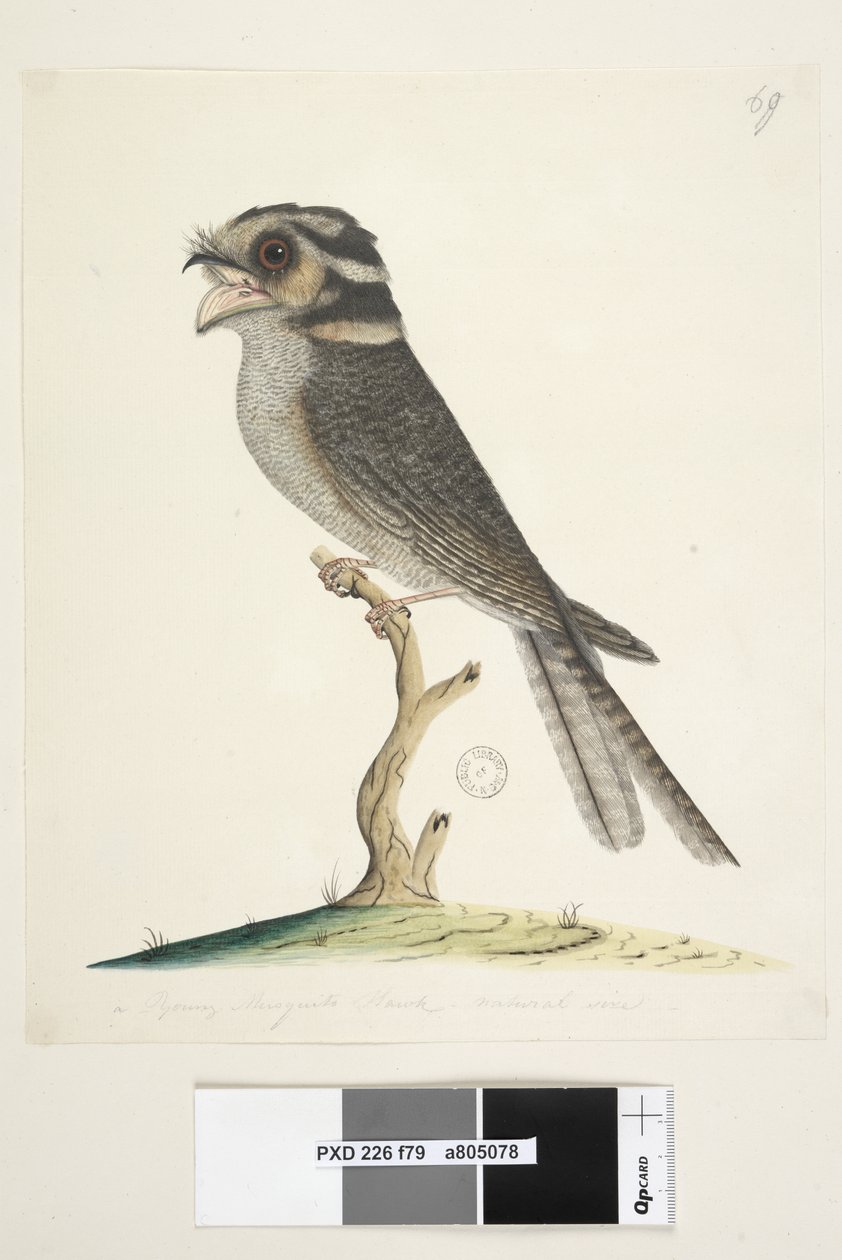 Side 79. En ung mygghauk, naturlig størrelse Ugle Nattskjære Aegotheles cristatus, 1791-92 av Unknown artist