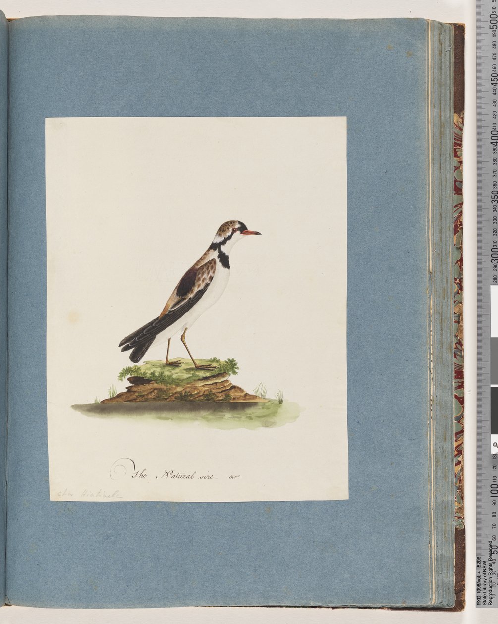 Side 79. Svart-fronted Dotterel. Charadrius Hiaticula av Unknown artist