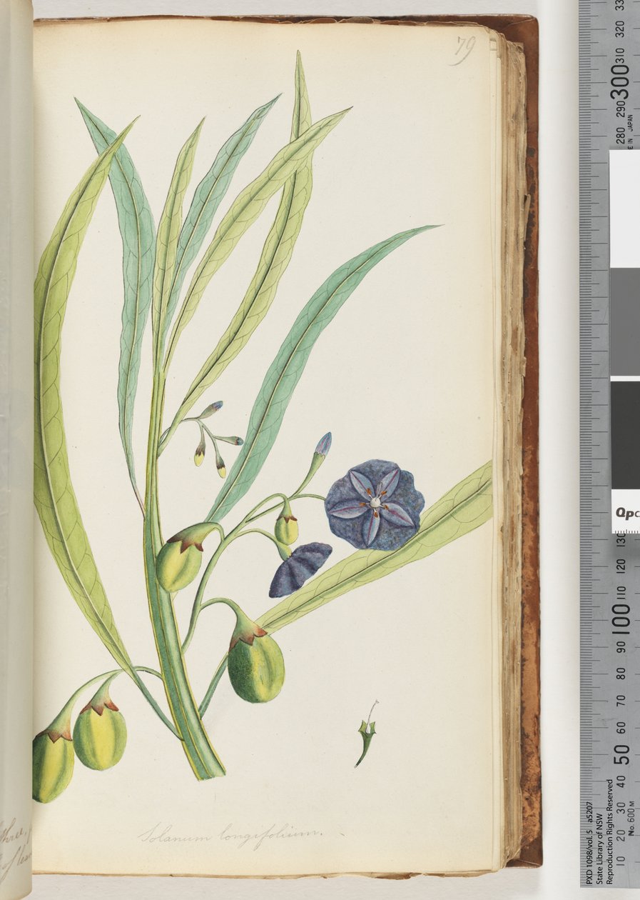 Side 79. Solanum longifolium av Unknown artist