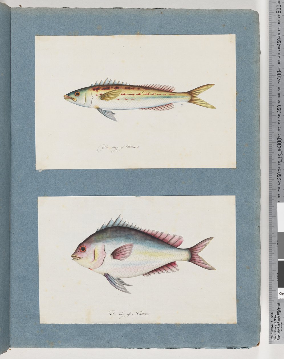 Side 7. Uidentifisert fisk. 8. Uidentifisert fisk av Unknown artist