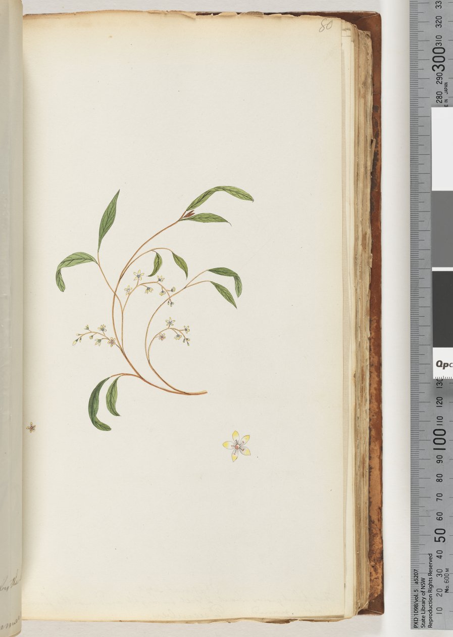 Side 80. Uidentifisert plante av Unknown artist