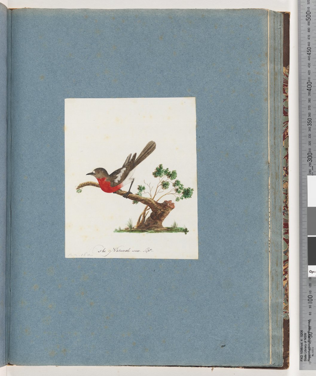Side 81. Scarlet Robin av Unknown artist