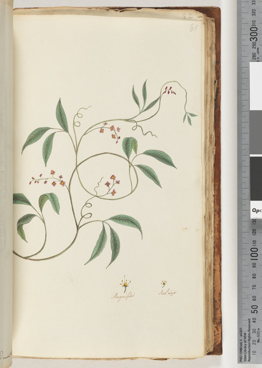 Side 81. Uidentifisert plante av Unknown artist