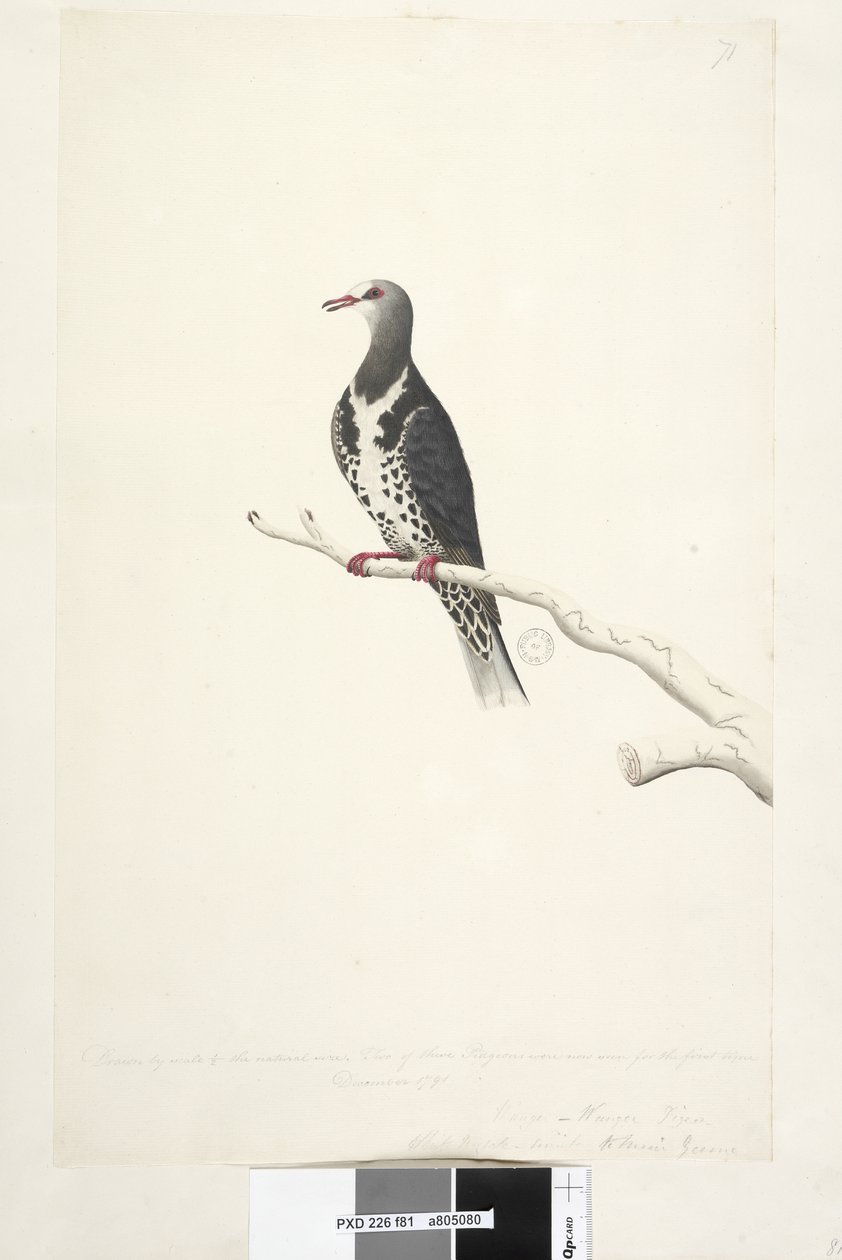 Side 81. Wunga, Wungee Pigeon. Tegnet etter målestokk 1/2 naturlig størrelse. To av disse Pidgeons ble nå sett for første gang desember 1791 ... ligner på ... Wonga Pigeon Leucosarcia melanoleuca, 1791-92 av Unknown artist