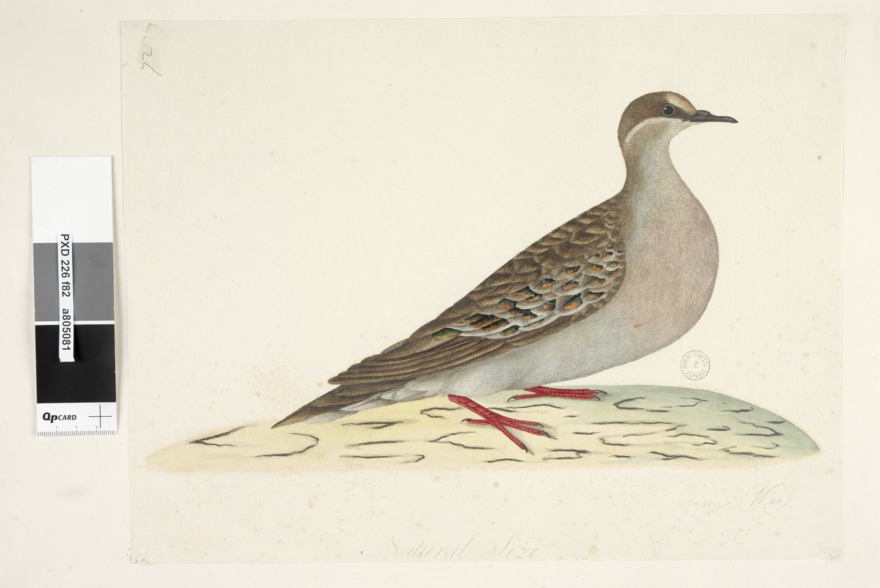 Side 82. Bronsevinge. nederst i midten i annen hånd Naturlig størrelse Vanlig bronsedue Phaps chalcoptera, 1791-92 av Unknown artist
