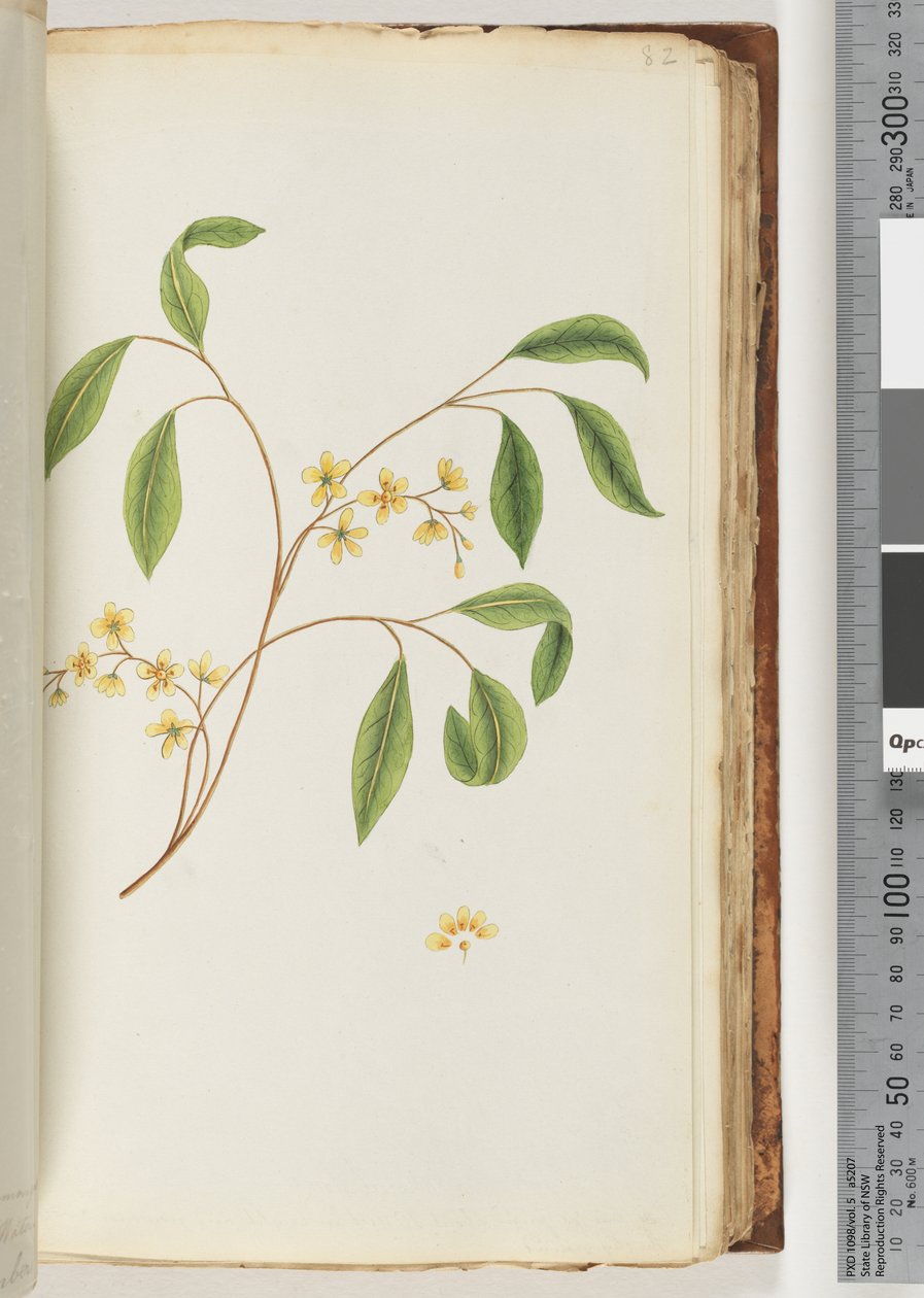 Side 82. Uidentifisert plante av Unknown artist
