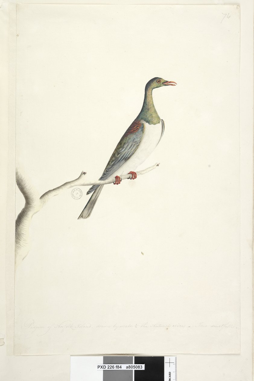 Side 84. Pidgeon of Norfolk Island tegnet etter målestokk 1/2 av naturlig størrelse. Iris tvilende Norfolk Island Pigeon Hemiphaga novaeseelandiae spadicea, 1791–92 av Unknown artist