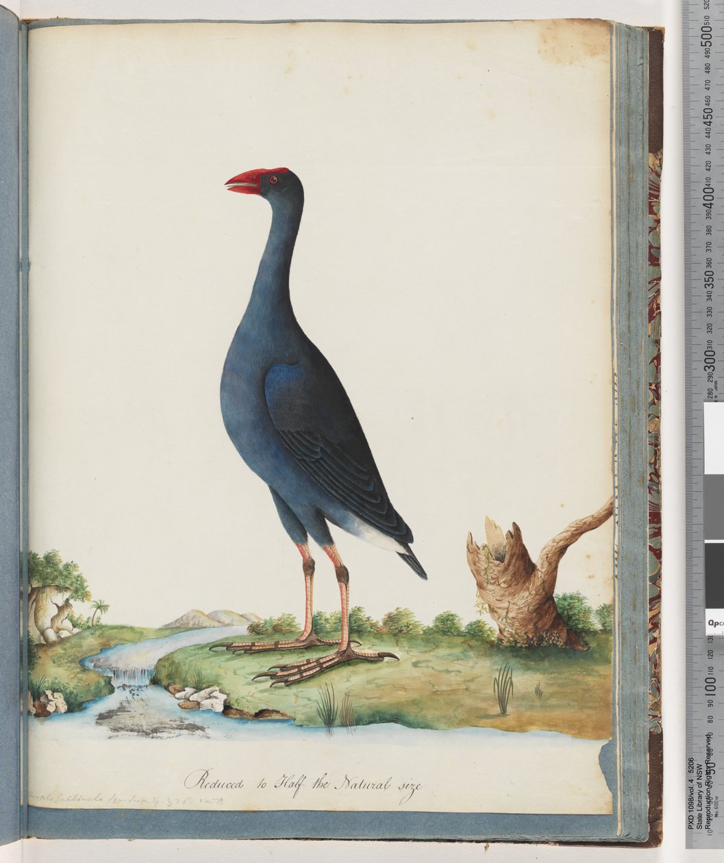 Side 84. Lilla sumphen. Lilla Gallinule av Unknown artist