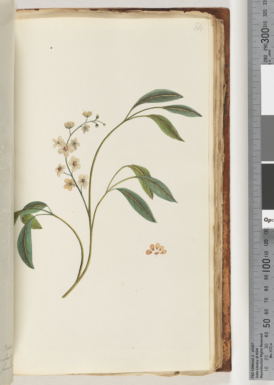 Side 84. Uidentifisert plante av Unknown artist