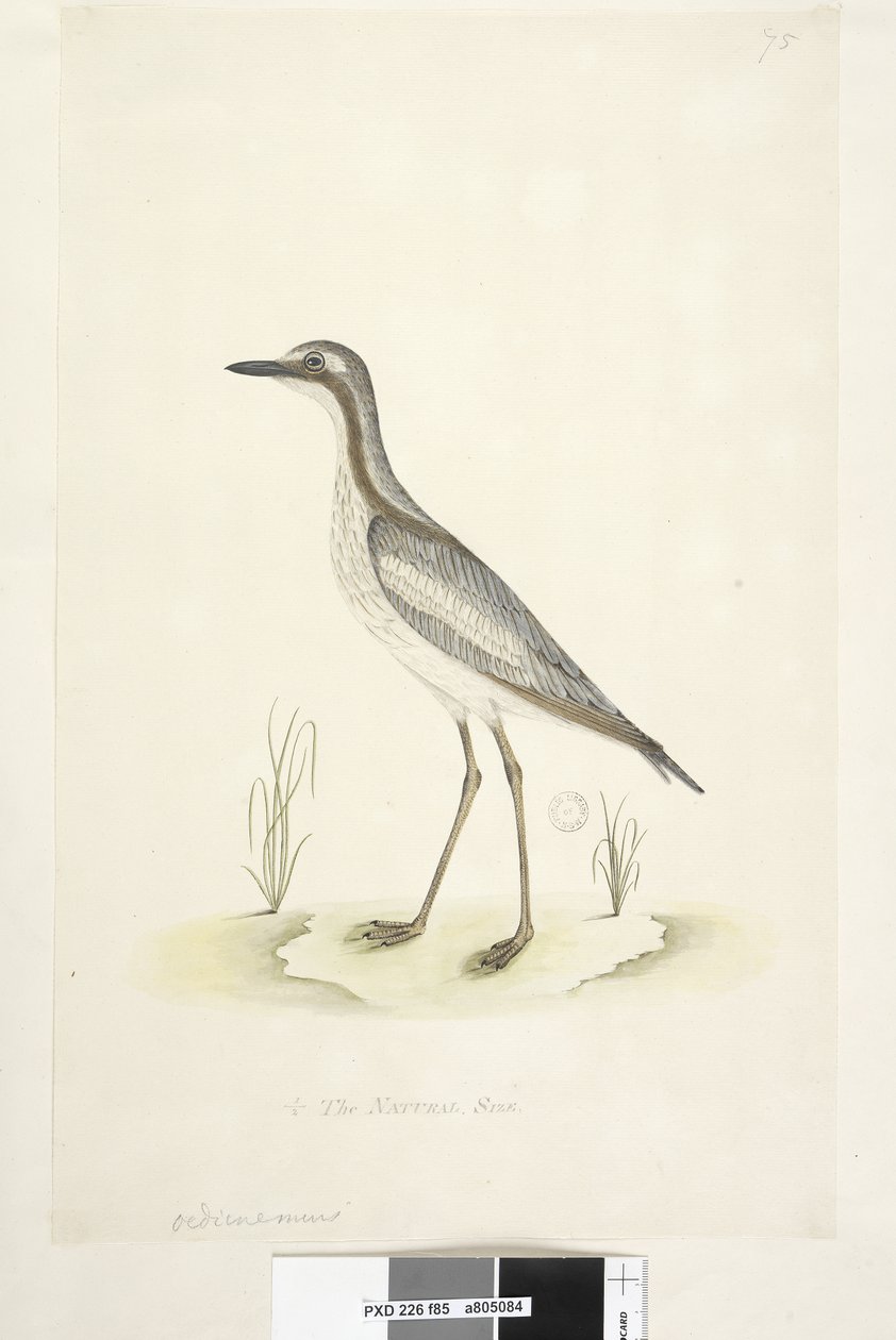 Side 85. Ødiknemus. nederst i midten i annen hånd 1/2 av den naturlige størrelsen Southern Stone, Curlew Burhinus magnirostris, 1791-92 av Unknown artist