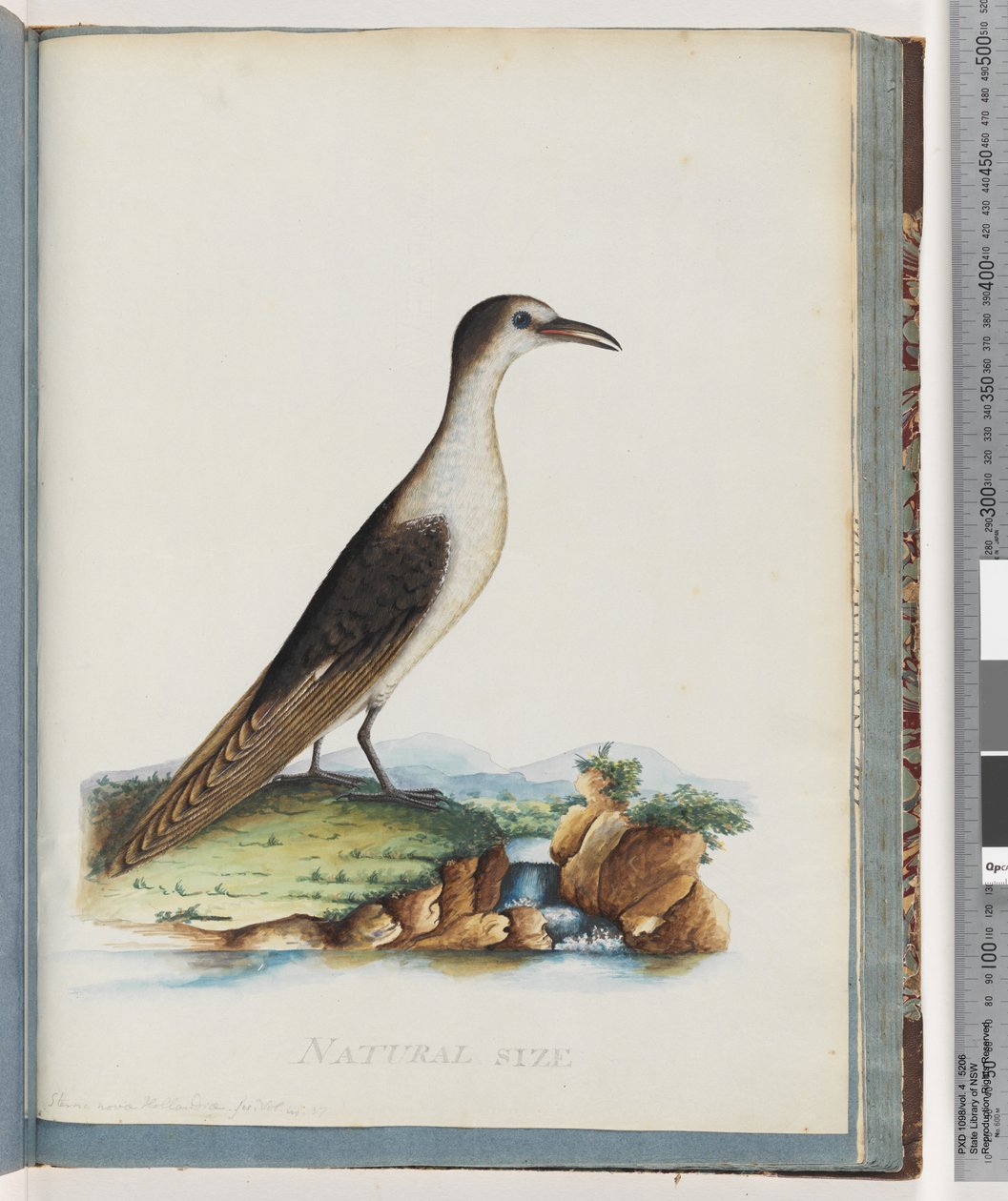 Side 85. Sotet tern. Sterna nova Hollandae. New Holland Tern av Unknown artist