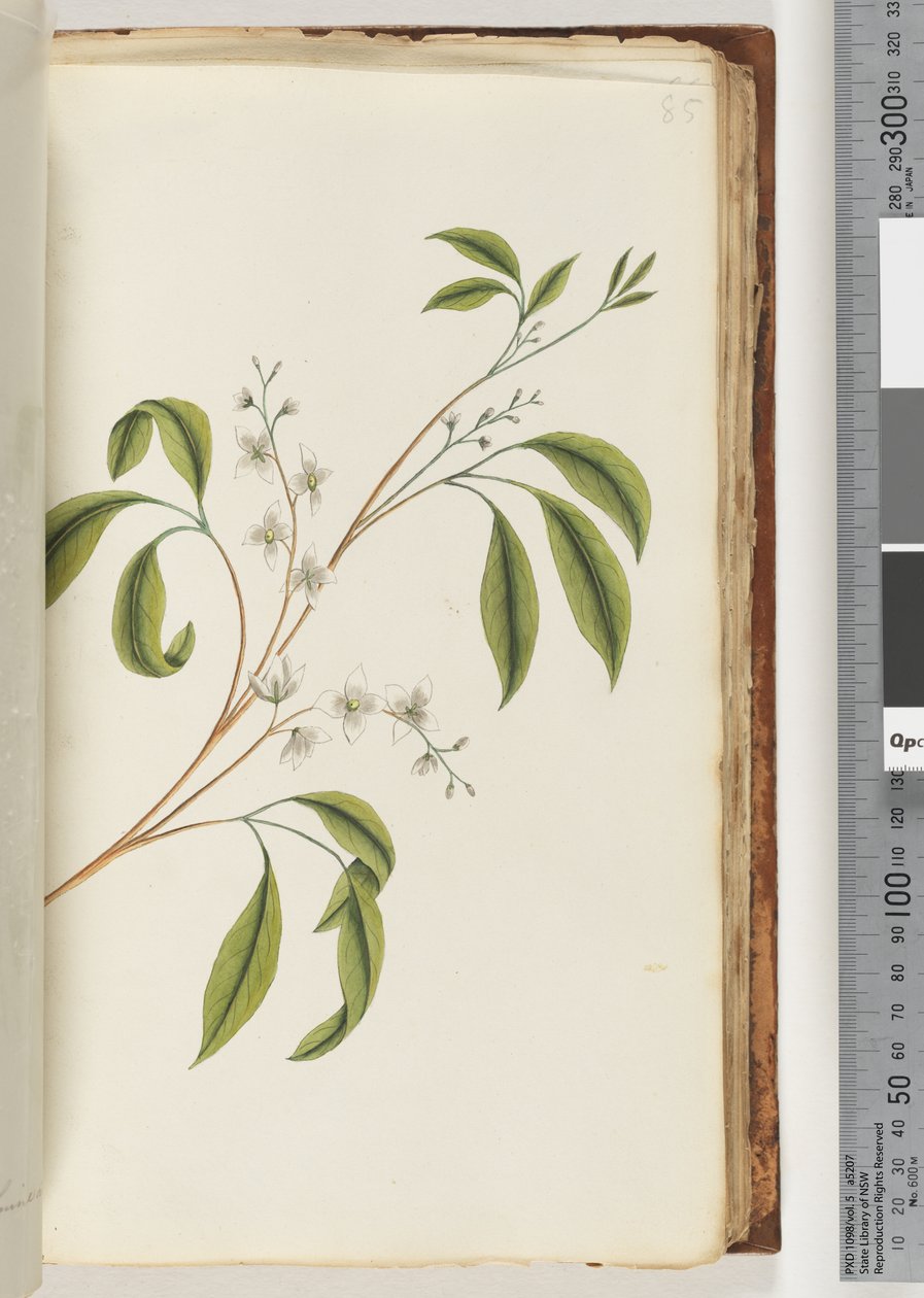 Side 85. Uidentifisert plante av Unknown artist