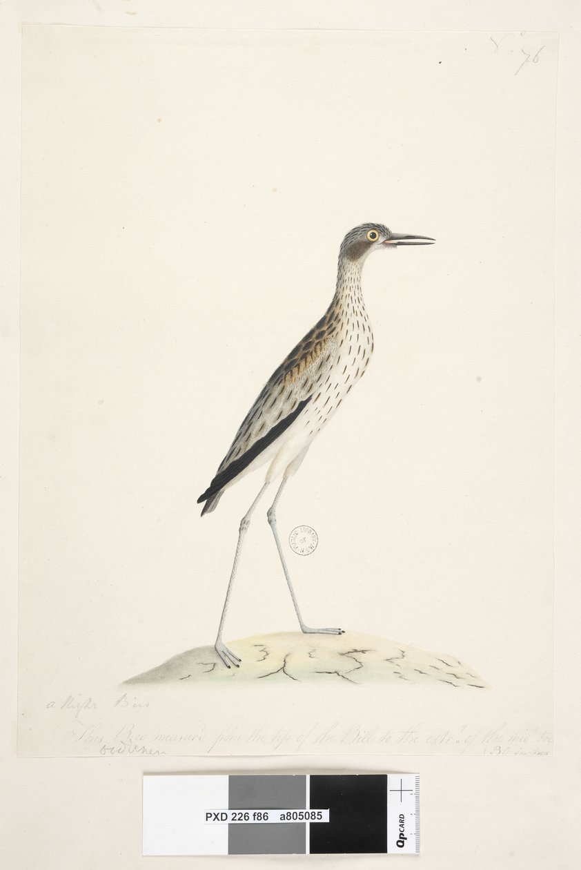 Side 86. En nattfugl. Ødiknemus. langs nedre kant i annen hånd Denne fuglen målt fra spissen av nebben til ytterkanten. av midl. tå 30 tommer Southern Stone, Curlew Burhinus magnirostris, 1791-92 av Unknown artist