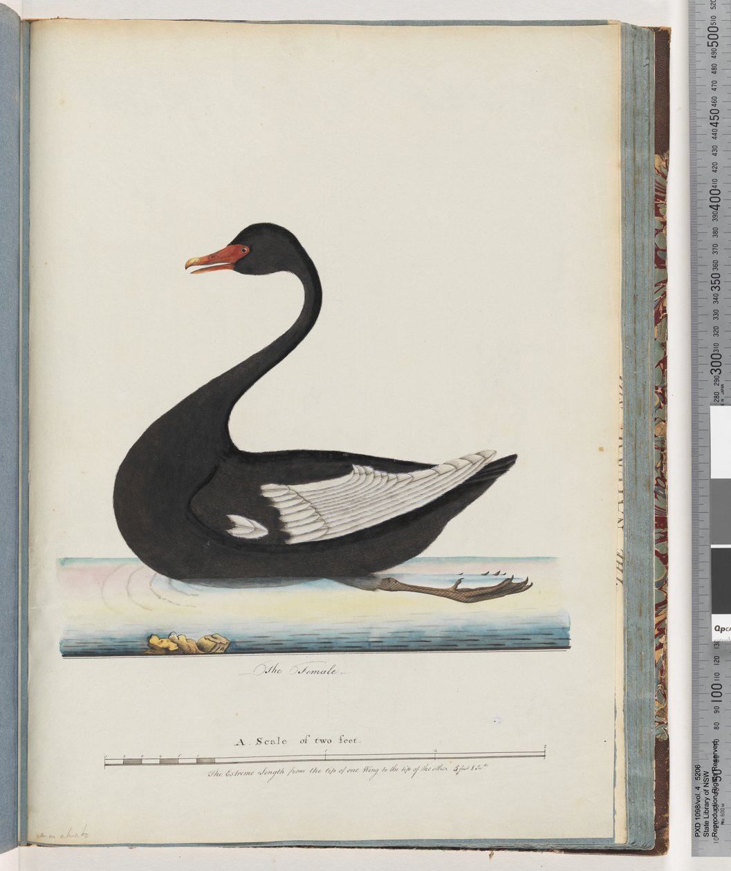Side 86. Black Swan. Den kvinnelige anas atrata av Unknown artist