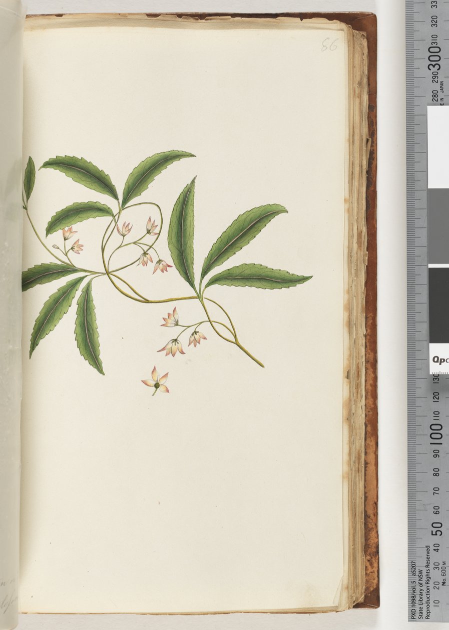 Side 86. Uidentifisert plante av Unknown artist