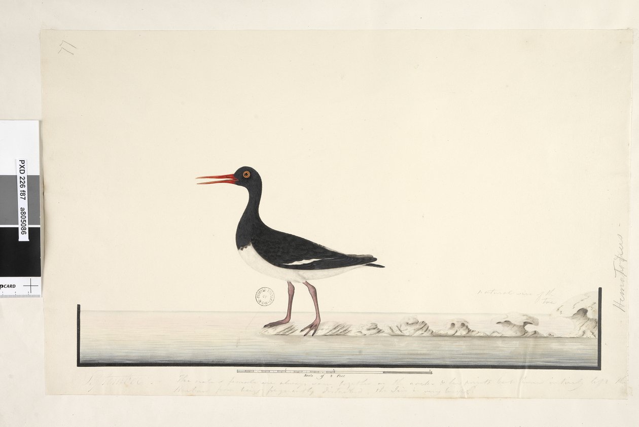 Side 87. Hematopus. nederst til høyre i annen hånd september. langs nedre kant i tredje hånd Hannen og hunnen er alltid sett sammen på steinene og lavpunkter, men har fullstendig forlatt havnen fra å bli ofte forstyrret, iris er veldig lys. av Unknown artist