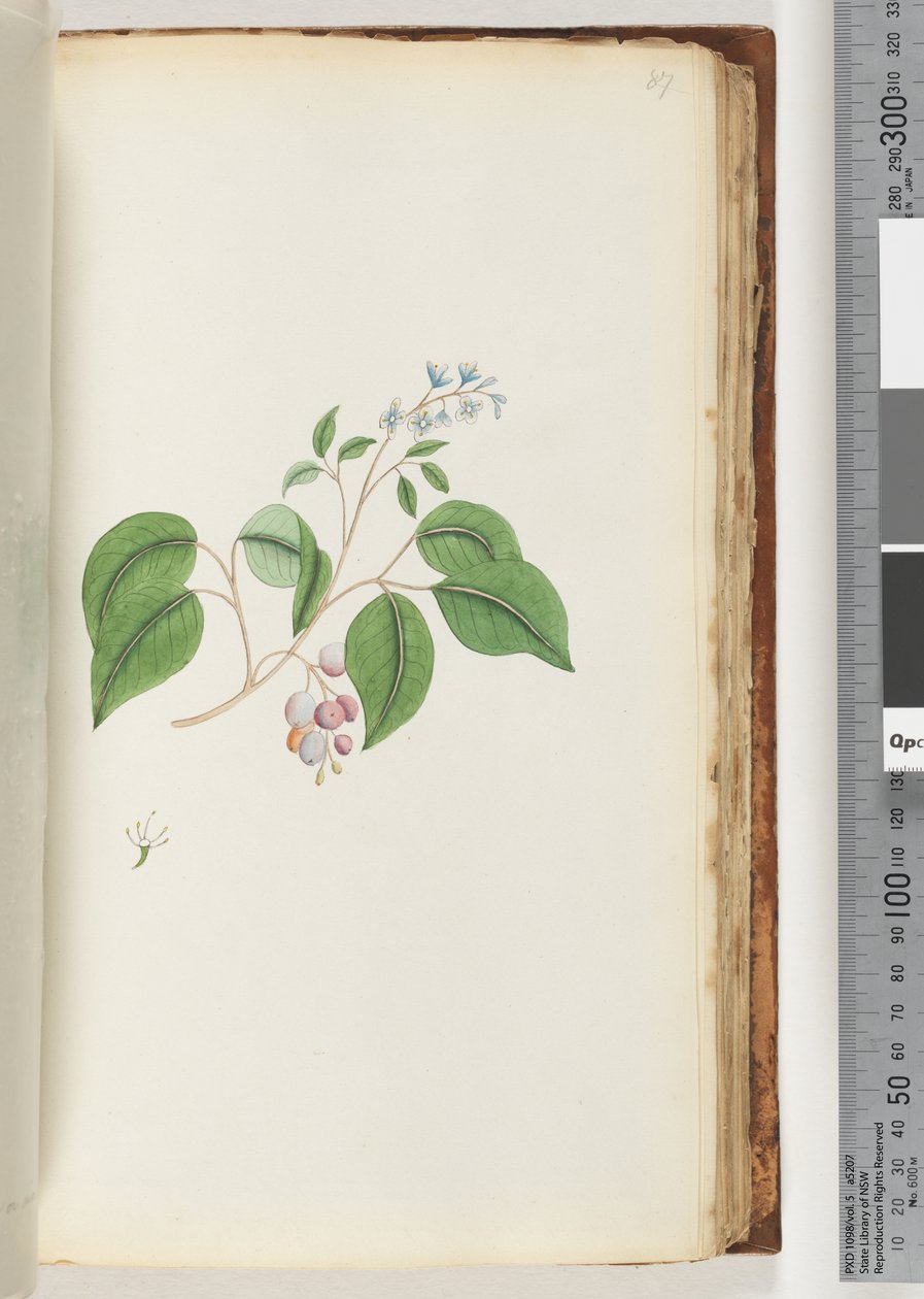Side 87. Uidentifisert plante av Unknown artist