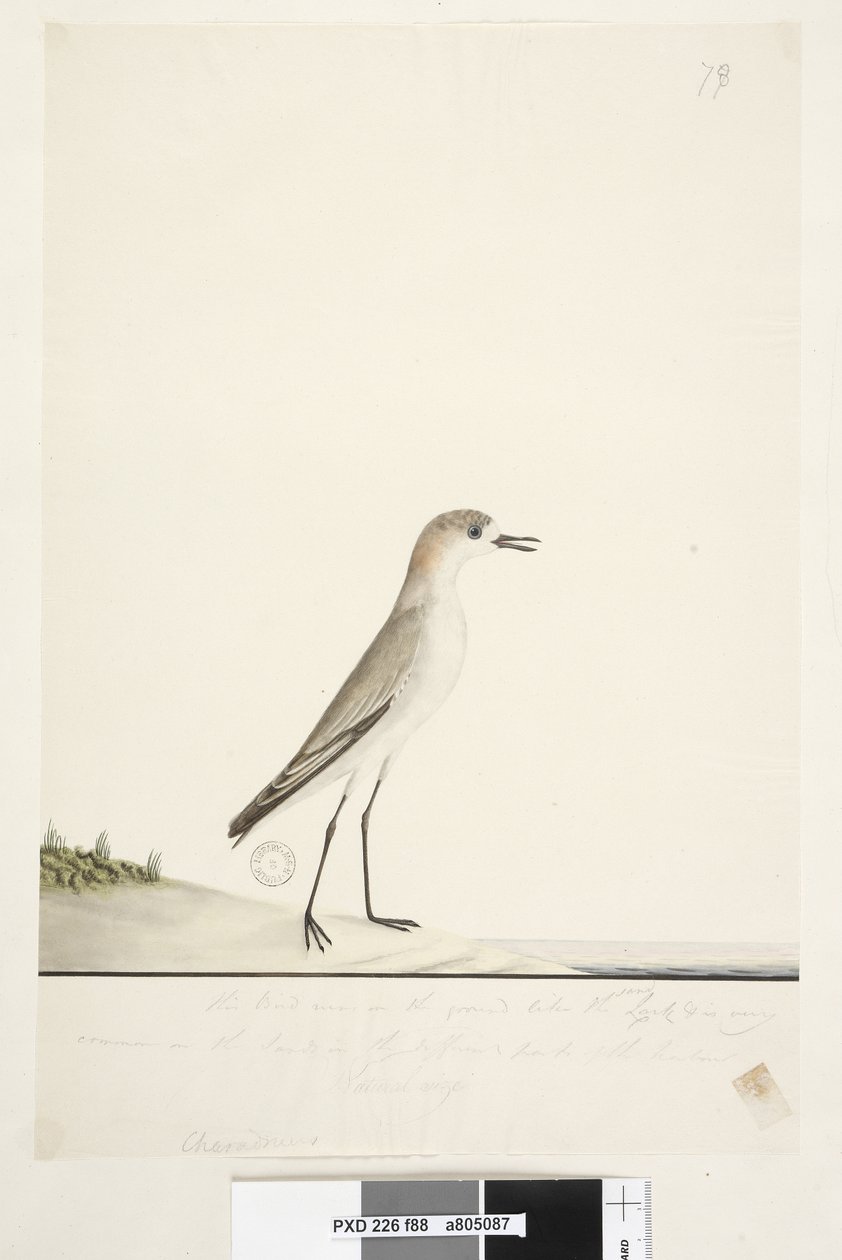 Side 88. Charadrius. under rammelinjen i annen hånd Denne fuglen løper på bakken som Sandlerken og er veldig vanlig på sanden i de forskjellige delene av havnen. under denne i tredje hånd Naturlig størrelse Rød, avkortet Dotterel Charadrius alexandrinu av Unknown artist