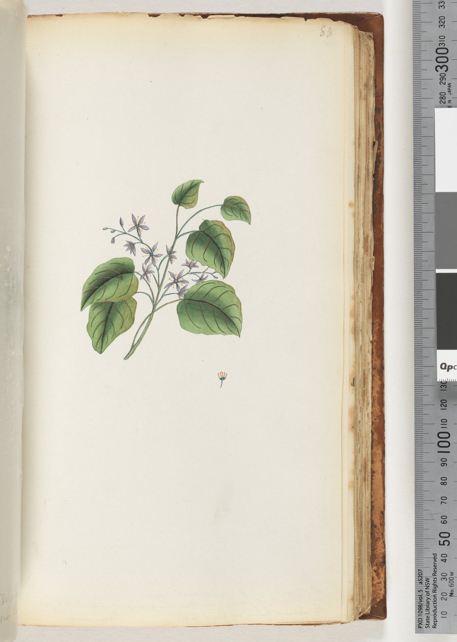 Side 88. Uidentifisert plante av Unknown artist