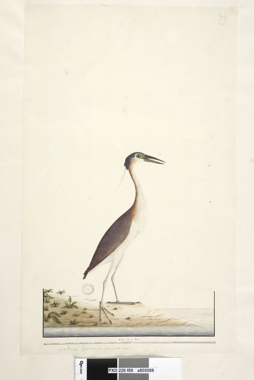 Side 89. Ardea ..?.. Nankeen Night, Heron Nycticorax caledonicus, 1791-92 av Unknown artist