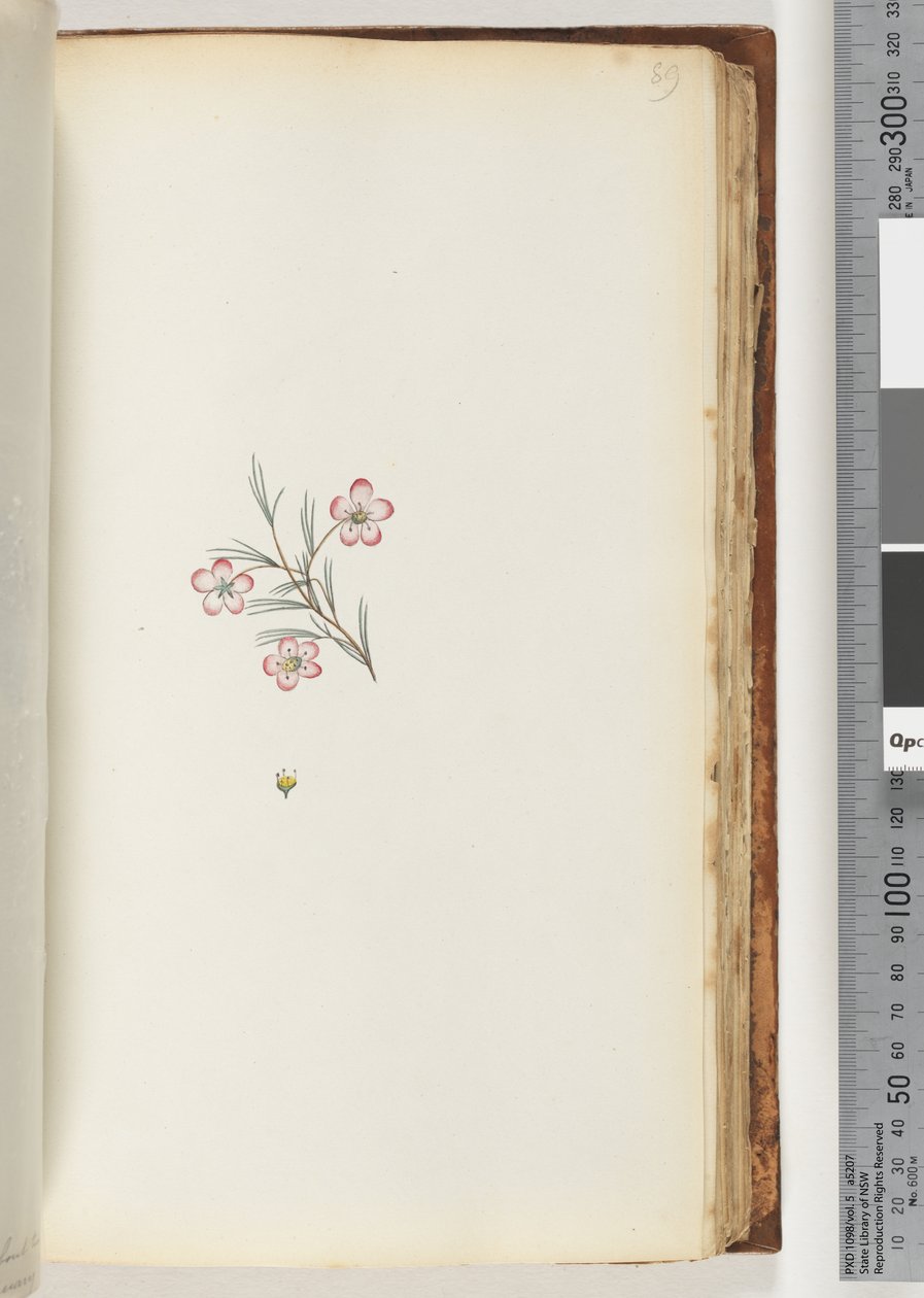 Side 89. Ingen inskripsjon. Uidentifisert plante av Unknown artist