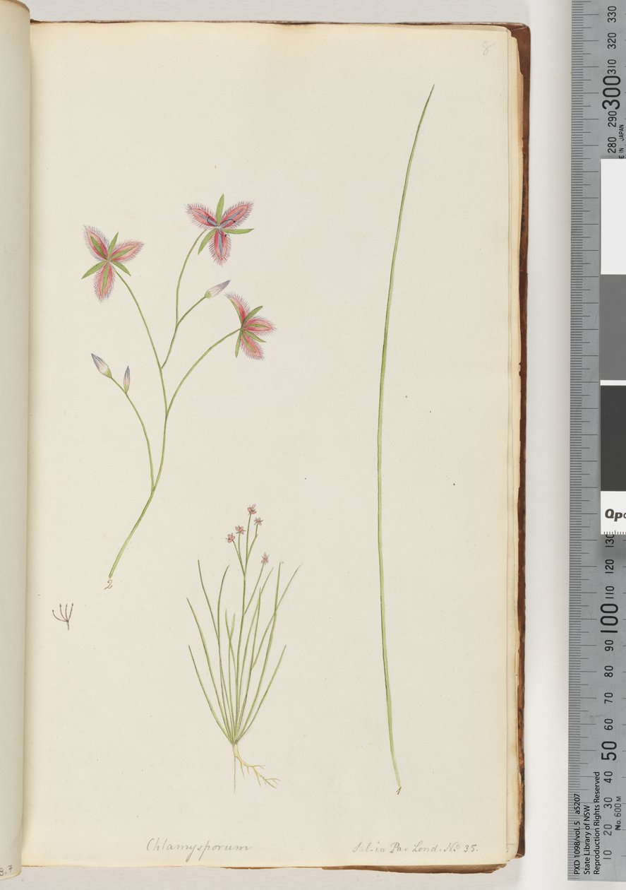 Side 8. Chlamysporum Sal. i Par Lond. nr. 35 av Unknown artist