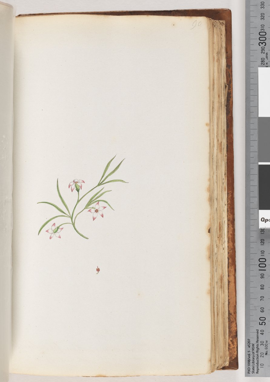 Side 90. Uidentifisert plante (akvarell) av Unknown artist