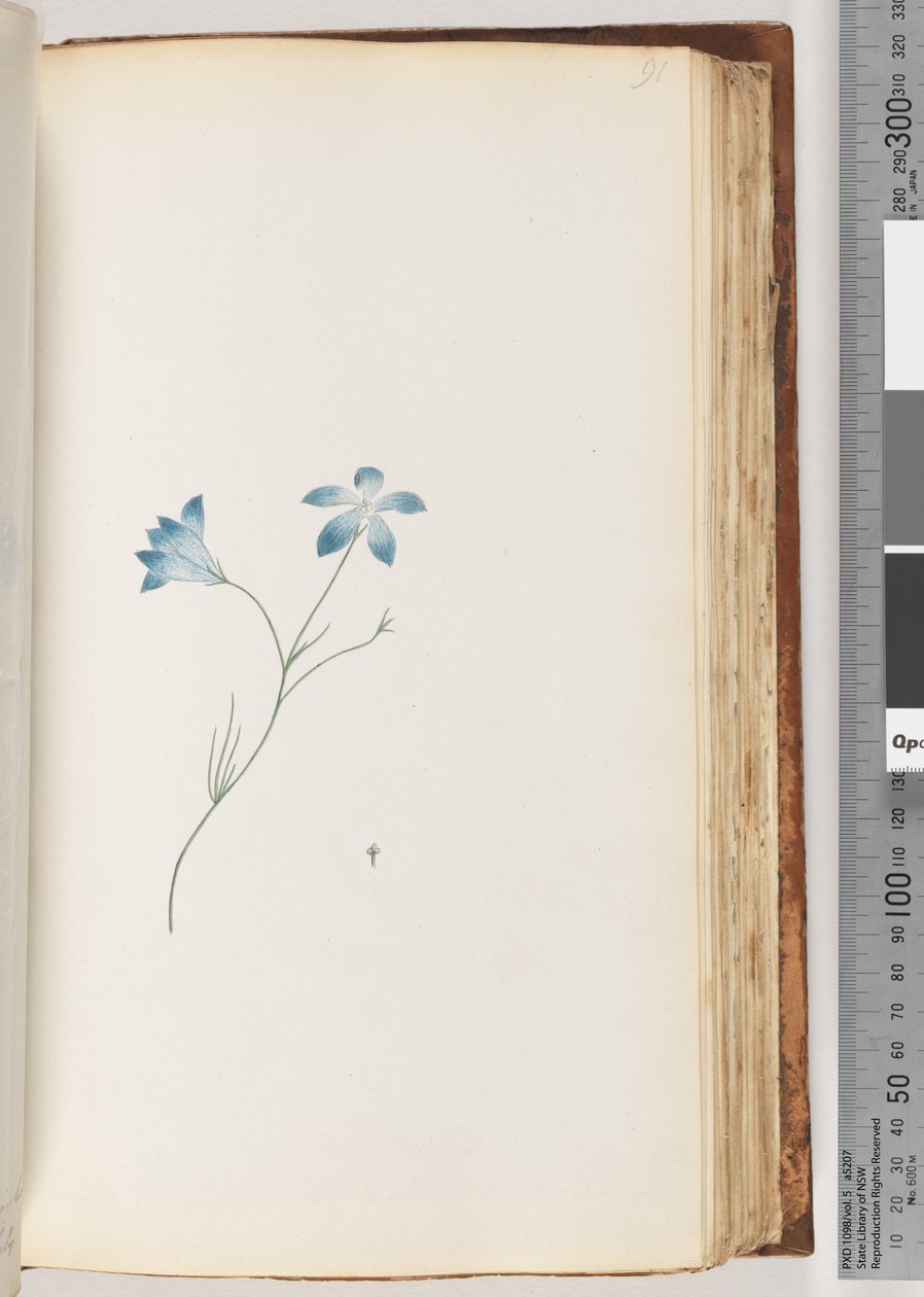 Side 91. Uidentifisert plante av Unknown artist