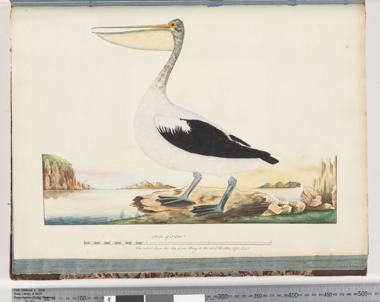 Side 92. Australsk pelikan av Unknown artist