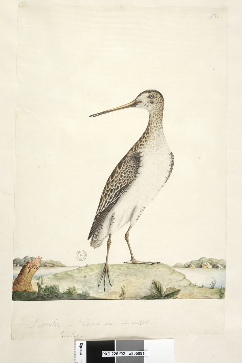 Side 92. Scolopax. over tittel i annen hånd desember. Naturlig størrelse, iris tvilsom japansk snipe Gallinago hardwickii, 1791-92 av Unknown artist