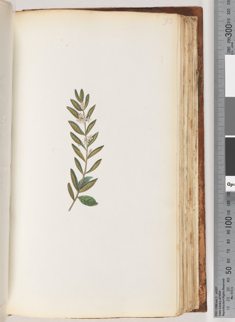 Side 93. Uidentifisert plante av Unknown artist