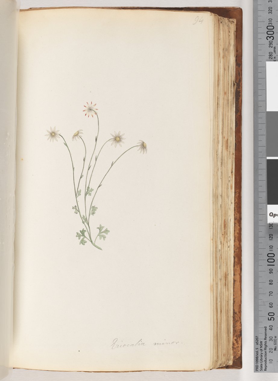 Side 94. Eriocalia minor av Unknown artist