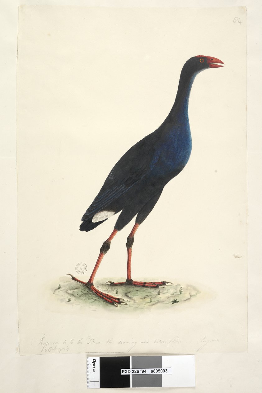 Side 94. Porfyrio. langs nedre kant i annen hånd Redusert til 1/2 av fuglen tegningen er hentet fra. August østlig sumphøne Porphyrio porphyrio Porphyrio melanotus, 1791-92 av Unknown artist