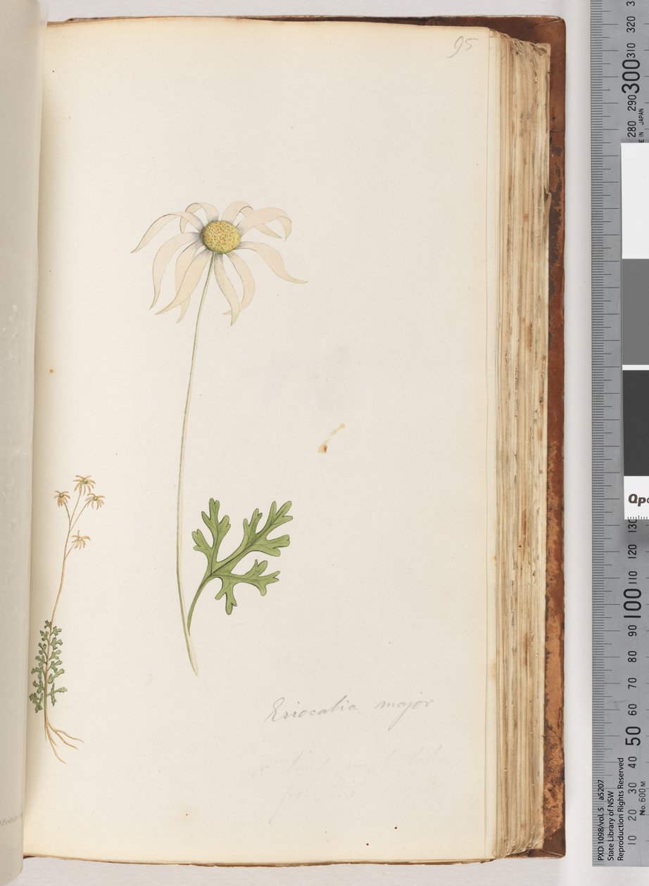 Side 95. Eriocalia major av Unknown artist